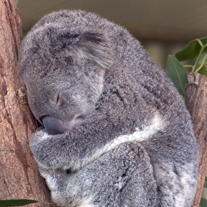 Australia-Zoo