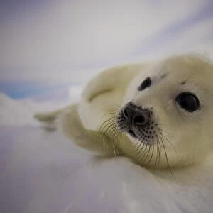 Canada-Animal-Seal