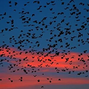 Flocks of ravens from northern Poland and Russia arrive in the southern Czech town