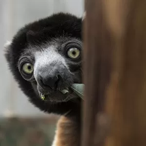 Indriidae Collection: Crowned Sifaka