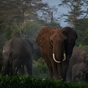 A general view of grazing elephants at Kimana Sanctuary in Kimana, Kenya, on March 2