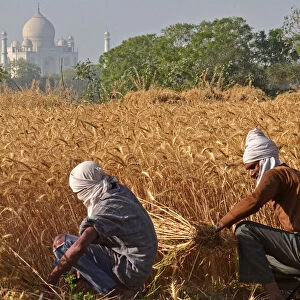INDIA-ECONOMY-AGRICULTURE