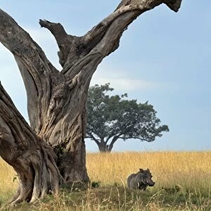 Kenya-Tourism-Warthog