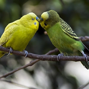 Mexico-Birds-Australian Parrots
