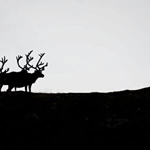 Reindeers can be seen during the first stage of the Arctic Race of Norway between Hammerfest
