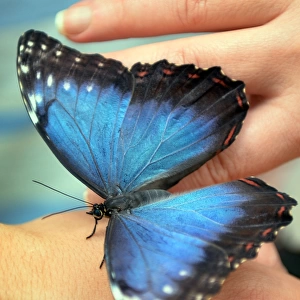 A visitor holds a Peleides Blue Morpho (Morpho Peleides) butterfly originary