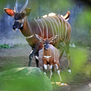 Two Week-old Eastern Bongo Calf and Mother