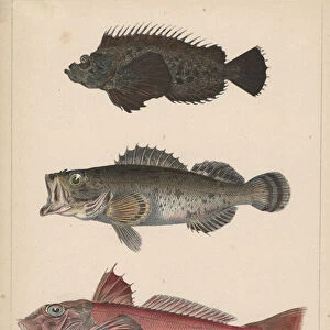 1. Pelor Japonicum, 2. Sebastes Inermis and 3. Trigla Burgeri, 1855 (colour litho)