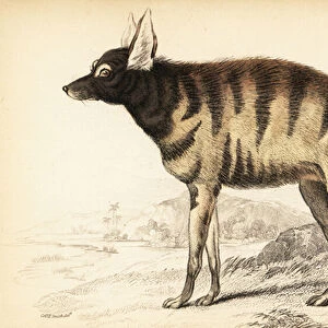 Aardwolf, Proteles cristata (Proteles lalandii, Viverra hyaenoides)