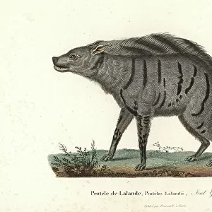 Hyaenidae Collection: Aardwolf