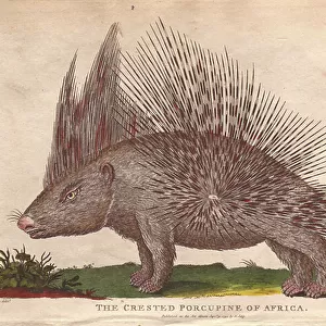 Hystricidae Collection: Crested Porcupine