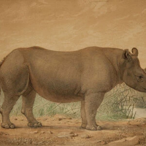 African Rhinoceros (w / c on paper)