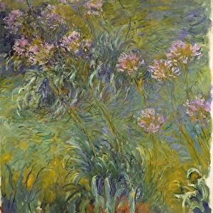 Agapanthus, 1914-26 (oil on canvas)