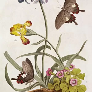 Agapanthus africanus, Iris variegata and a species of Oxalis