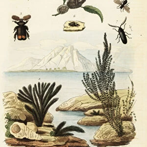 Algae, bee, wasp and froghopper. 1834-1839 (engraving)