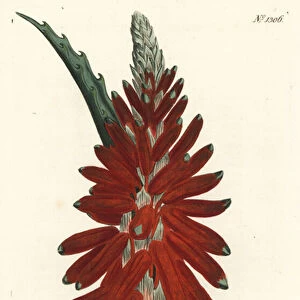 Aloe tree - Narrow leaved sword aloe, Aloe arborescens. Handcoloured copperplate engraving by F. Sansom Jr. after an illustration by Sydenham Edwards from William Curtis Botanical Magazine, T. Curtis, London, 1810