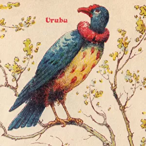ALPHABET OF BIRDS for... U: Urubu, circa 1925 (illustration)
