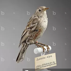 Accentors Collection: Alpine Accentor