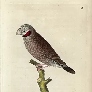 Waxbills Collection: Cut Throat Finch