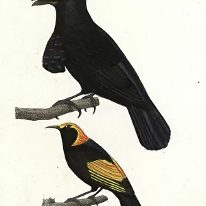 Bowerbirds Collection: Regent Bowerbird