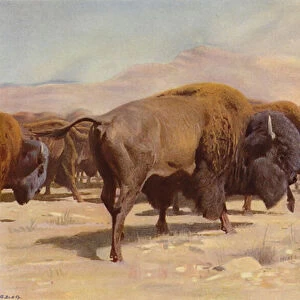 American Bison (colour litho)