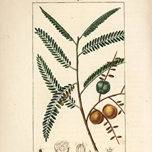 Amla (amala, amalaki), nepalese or indian currant, myrobolan emblique - Nepalese or Indian gooseberry, Phyllanthus emblica, leaf, fruit and seed. Handcoloured stipple copperplate engraving by Lambert Junior from a drawing by Pierre Jean-Francois