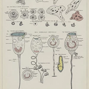 Amoeba, Proteus Animalcule (colour litho)