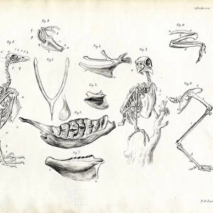 Anatomy, 1863-79 (colour litho)