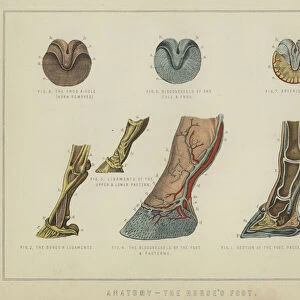 Anatomy, the horses foot (colour litho)