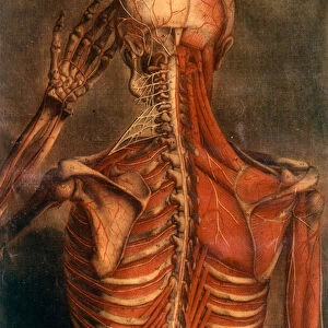 Anatomy of the human body: bark seen from the back. 18th century medical board Paris, B. N