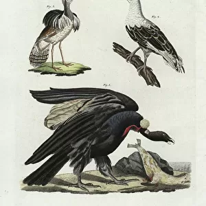 Palm Nut Vulture