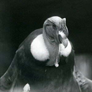 An Andean Condor at London Zoo in 1926 (b / w photo)