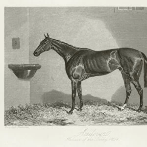 Andover, foaled 1851 (b / w photo)