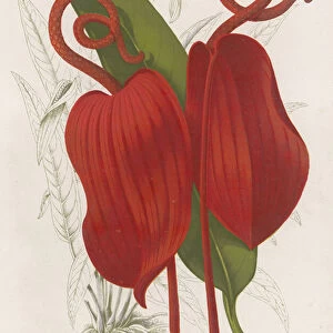 Anthurium Scherzerianum (colour litho)