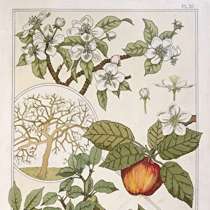 Apple Tree, Fruits and Flowers, from Encyclopedie Botanique, c. 1900 (colour litho)