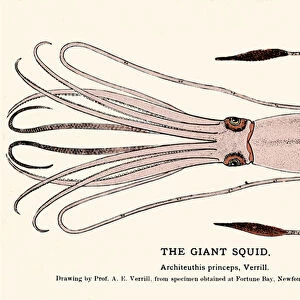 Architeuthis princeps, the giant squid failed on the beach of Fortune Bay (Newfoundland