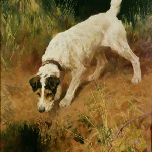 Fox Terrier Fox Terrier