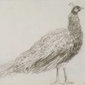 Black chalk print of a peacock on wove paper Black chalk print of a peacock on wove paper