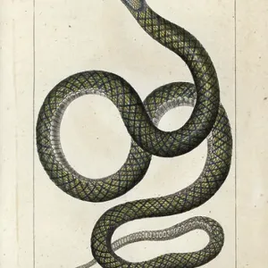 Ametistina o pitone a scaglia, pitone ametistino, Morelia amethistina. Incisione in rame a colori manuale da Jussieu's Dizionario di Scienze Naturali 1816-1830. Ametistina o pitone a scaglia, pitone ametistino, Morelia amethistina. Incisione in rame a colori manuale da Jussieu's Dizionario di Scienze Naturali 1816-1830.