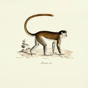 Blue Monkey (Cercopithecus mitis), 1824 (hand-coloured litho)