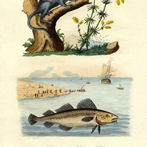 Atlantic Cod, 1833-39 (coloured engraving)