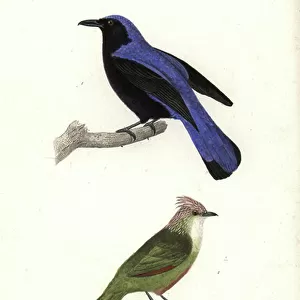 Passerines Collection: Tapaculos