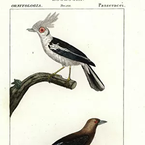 Passerines Mouse Mat Collection: Helmetshrikes And Puffbacks