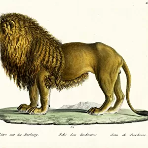 Barbary Lion, 1824 (colour litho)