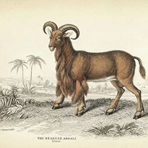 Bovidae Photographic Print Collection: Aoudad