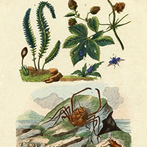 Barberry, 1833-39 (coloured engraving)