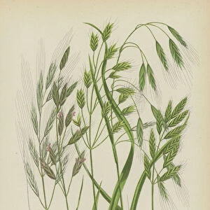 Barren Brome Grass, Great Brome Grass, Smooth Rye Brome Grass, Tumid Field Brome Grass, Soft Brome Grass (colour litho)