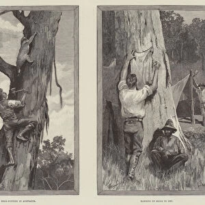 Bear Hunting in Australia (engraving)