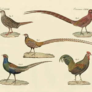 Phasianidae Metal Print Collection: Reevess Pheasant
