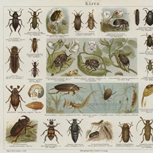 Beetles (colour litho)